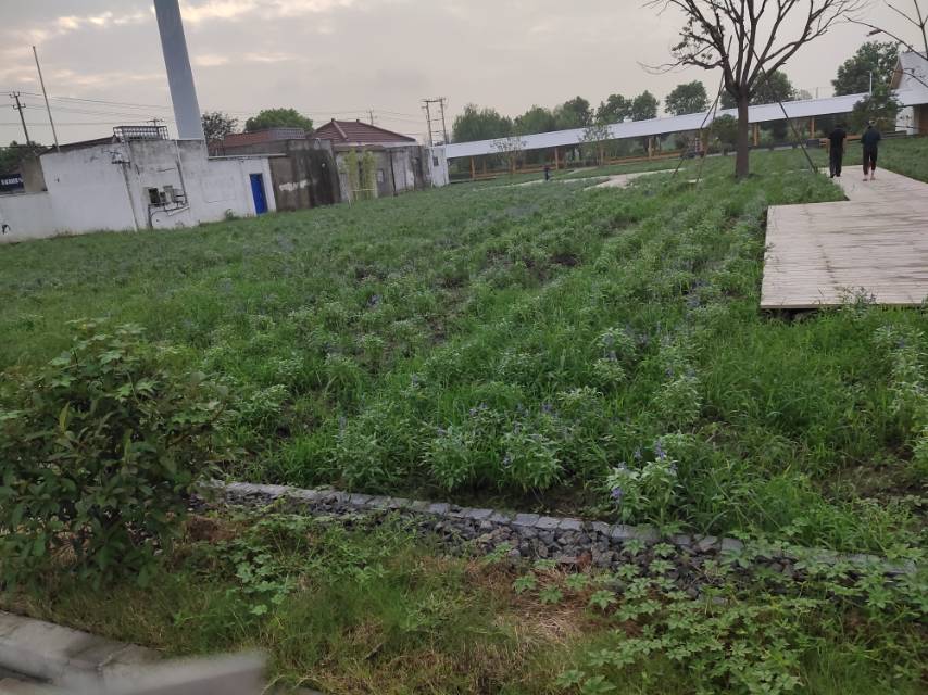 張馬村籃球場