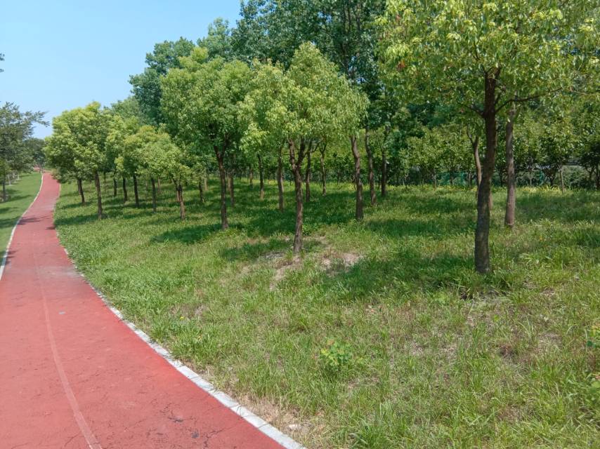 滬嘉高速（S5）沿線生態健身步道