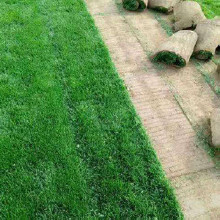 眾智 TPE人造草填充顆粒 環保填充顆粒tpe TPE人造草坪環保填充熱塑性彈性橡膠顆粒