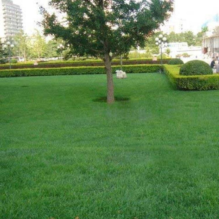 廠家生產 景觀人造草坪 樓頂人造草坪 用的放心